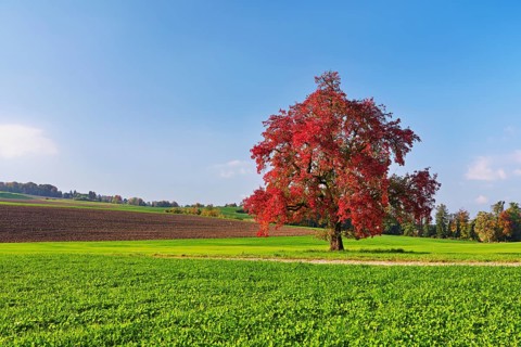 Red discoloured pear tree (Pyrus), standing in a meadow, Beinwil, Freiamt, Canton Aargau,