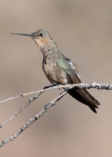 Giant Hummingbird (Patagona gigas) perched on a branch, Metropolitana, Chile
