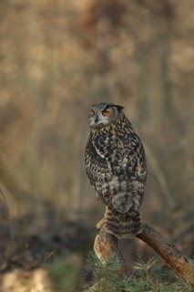 Eurasian Eagle-Owl (Bubo bubo), Baden-Wuerttemberg, Germany