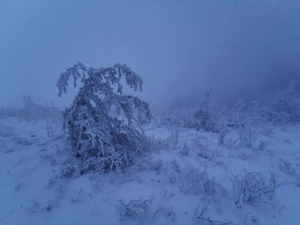 Snowy landscape with lonely tree in fog, dark, cold atmosphere, Rennsteig, Thuringian Forest nature