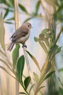 Eurasian Penduline Tit (Remiz pendulinus) juvenile, one week after leaving the nest, Saxony-Anhalt,