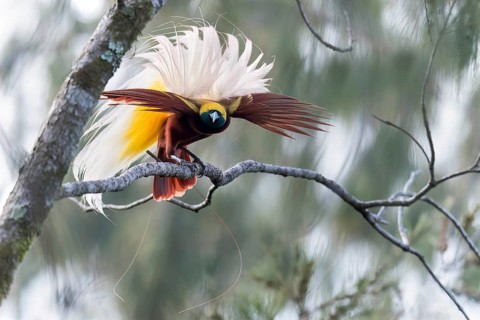 Lesser Bird-of-paradise (Paradisaea minor) perched on a branch in Papua New Guinea