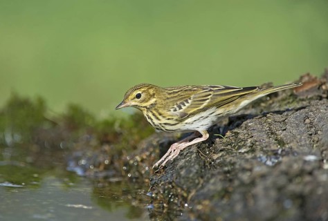 Tree Pipit (Anthus trivialis) at a waterhole, Aosta Valley, Italy