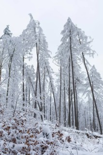Very sparse forest due to tree dieback, winter landscape at Czorneboh, Upper Lusatia, Saxony,