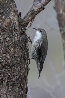 White-throated Treecreeper (Cormobates leucophaea) male, Victoria, Australia