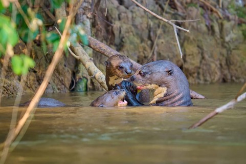 Otter family playing in the water next to a river bank, giant otter (Pteronura brasiliensis),