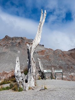 End of hiking path up to viewpoint, crater rim of volcano Chaiten, dead trees, Park Patagonia,