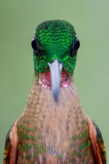 Perched on a branch in Ecuador
