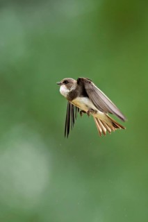 Sand martin (Riparia riparia), in flight, Reussegg nature reserve, Canton Aargau, Switzerland
