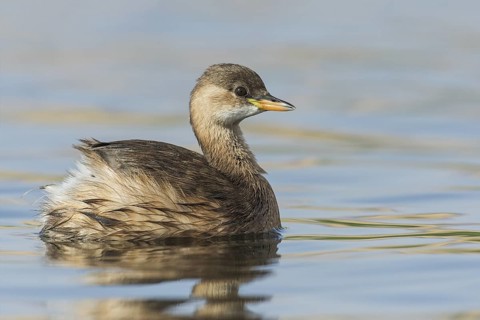 Little Grebe (Tachybaptus ruficollis), Eilat, Israel