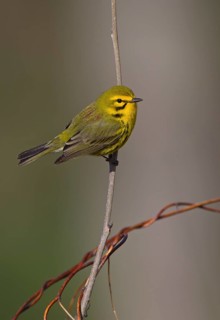 Prairie Warbler (Setophaga discolor) male, Ohio, USA