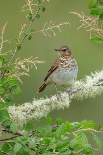 Swainson's Thrush (Catharus ustulatus) perched on a branch in Victoria, BC, Canada
