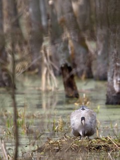Common Crane (Grus grus) on nest, Brandenburg, Germany