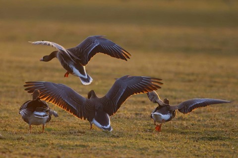 Greater White-fronted Goose (Anser albifrons), North Rhine-Westphalia, Germany