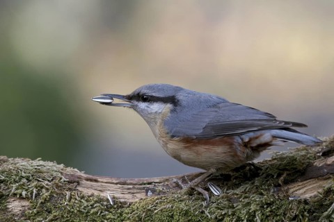 Eurasian Nuthatch (Sitta europaea), Baden-Wuerttemberg, Germany