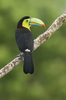 Keel-billed Toucan (Ramphastos sulfuratus), Costa Rica