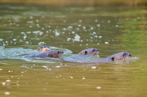 Four otters swimming close together in the calm river, surrounded by green nature and soft light