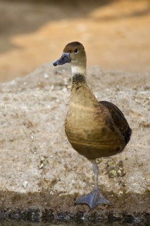 Fulvous Whistling Duck (Dendrocygna bicolor), Arizona, USA