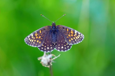 Valerian Fritillary, Silver Fritillary, (Melitaea diamina), butterfly, butterfly family,