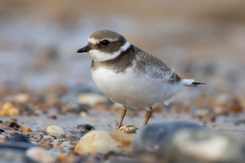 Ringed plover (Charadrius hiaticula) juvenile young wading bird on a beach, Norfolk, England,