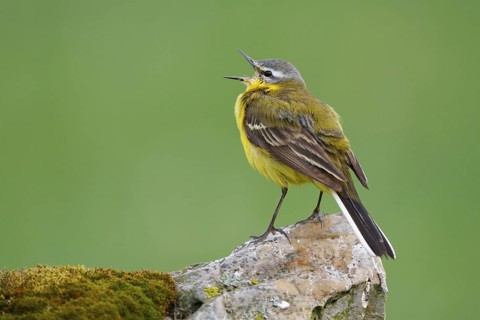 Western Yellow Wagtail (Motacilla flava) male singing, North Rhine-Westphalia, Germany