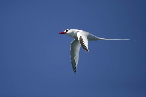 Red-billed Tropicbird (Phaethon aethereus) flying, Bahia, Brazil