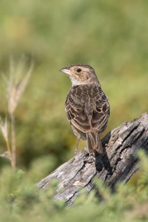Horsfield's Bush Lark (Mirafra javanica) perched on a branch, Victoria, Australia