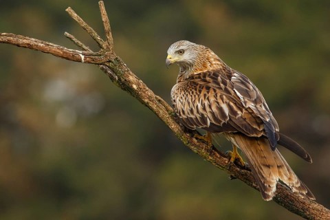 Red Kite (Milvus milvus), perched on a branch, Catile and Leon, Spain
