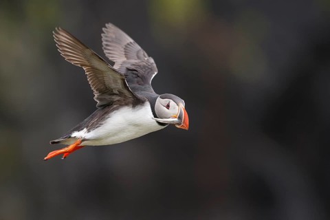 Atlantic Puffin (Fratercula arctica) flying with sandeel in beak, Iceland