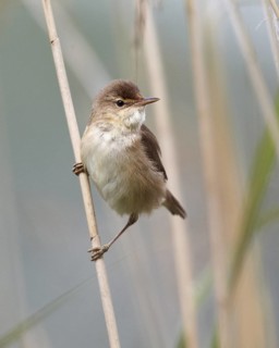 Eurasian Reed Warbler (Acrocephalus scirpaceus), Mecklenburg-Western Pomerania, Germany