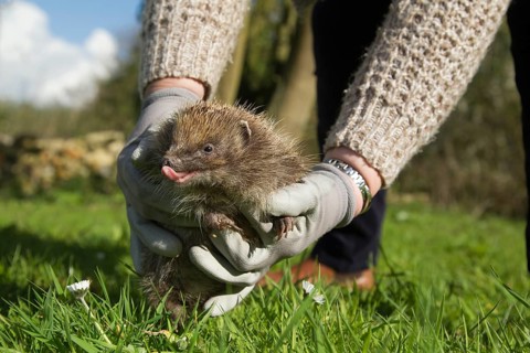 European hedgehog (Erinaceus europaeus) adult animal being held by a person as its being released