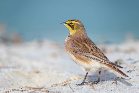Horned Lark, (Eremophila alpestris), songbird, walking on the beach, Helgoland Island, Helgoland,