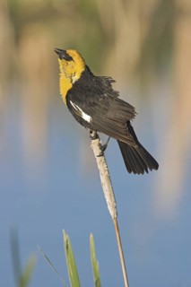 Yellow-headed Blackbird (Xanthocephalus xanthocephalus) male, Alberta, Canada