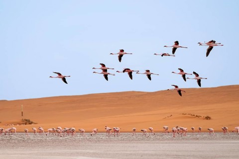 Lesser Flamingos (Phoeniconaias minor) in flight in front of the Namib Desert with lagoon, Walfish