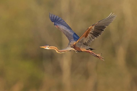 Purple Heron, (Ardea purpurea), animals, birds, heron family, flight photo, side view, Wagbach