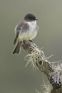 Eastern Phoebe (Sayornis phoebe), Texas, USA