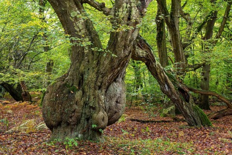 Old, gnarled trees in the Urwald Baumweg nature reserve in autumn, Emstek, Lower Saxony, Germany