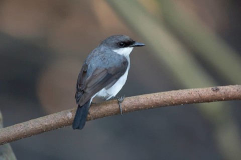 Mangrove Robin (Peneoenanthe pulverulenta leucura), Queensland, Australia