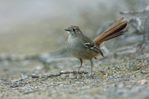 Southern Scrub Robin (Drymodes brunneopygia) perched on the ground, South Australia, Australia