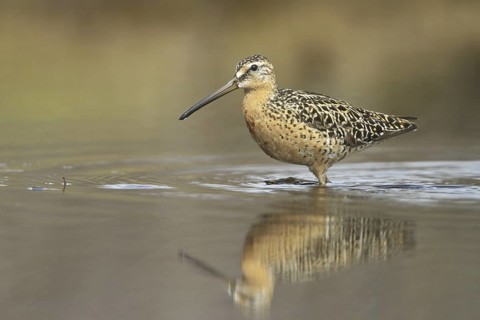Short-billed Dowitcher (Limnodromus griseus), Manitoba, Canada