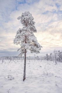 Pine tree on a bog landscape with frost and snow a cold winter day, Sweden