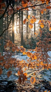 Sunset in the forest illuminated by the colourful autumn leaves of a beech (fagus), winter hike on