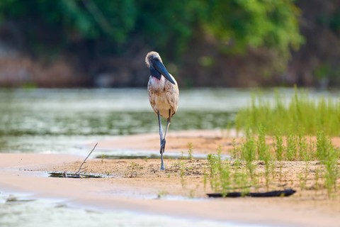 A bird balancing on one leg on the natural shore of a calm lake, surrounded by grass and trees,