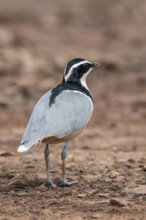 Egyptian Plover (Pluvianus aegyptius), Gambia