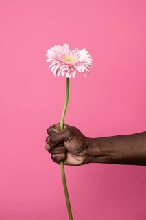 A close-up of an African manâ€™s hand gently gripping a vibrant pink flower against a plain pink