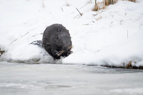 European beaver (Catsor fibre), beaver with gnawed branch in winter, Tyrol, Austria