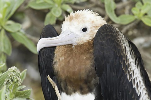 Great Frigatebird (Fregata minor), Hawaii, USA