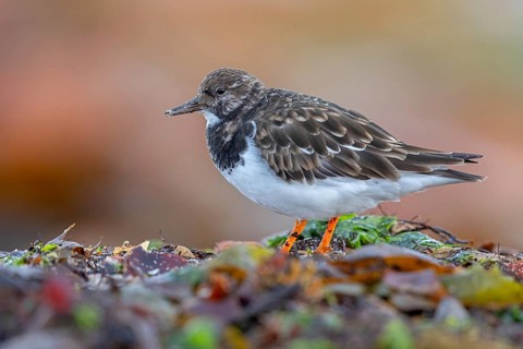 Turnstone, (Arenaria interpres), Animals, Birds, Snipe family, Heligoland, Schleswig-Holstein,