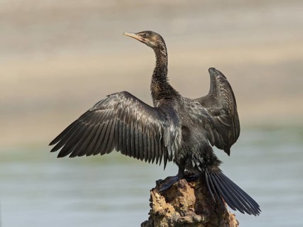 Reed Cormorant (Microcarbo africanus), Gambia