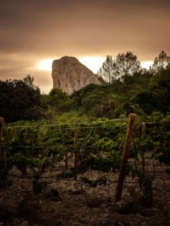 A stunning view of Mallorca's lush vineyards at sunset, with a spectacular mountainous backdrop.